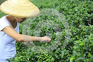 Woman picking tea leaves