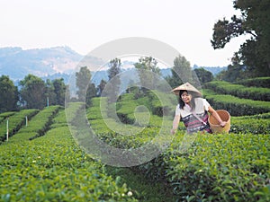 Woman picking tea leaves in tea plantation