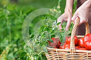 Woman is picking tomatoes in the greenhouse and puts into a basket