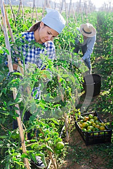 Woman picking underripe tomatoes in small farm garden