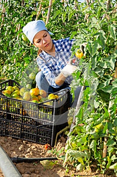 Woman picking underripe tomatoes in small farm garden