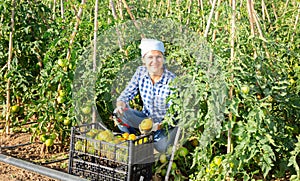 Woman picking underripe tomatoes in small farm garden