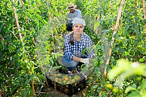 Woman picking underripe tomatoes in small farm garden