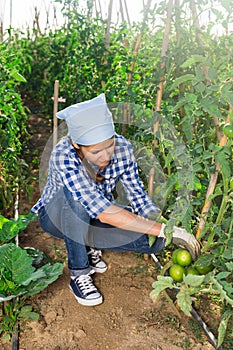 Woman picking underripe tomatoes in small farm garden