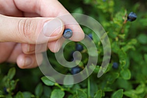 Woman picking up bilberries in forest, closeup. Space for text