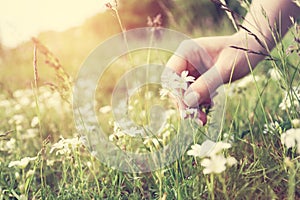 Woman picking up flowers on a meadow, hand close-up. Vintage light