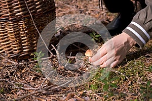 Woman is picking up mushroom in wicker basket in forest, closeup view.