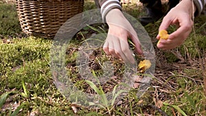 Woman is picking up mushroom in wicker basket in forest, closeup view.