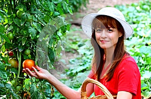 Woman picking vegetables