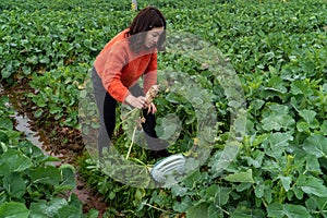 A woman picking vegetables in rural China