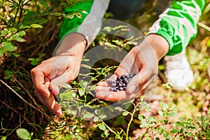 Woman picking wild bilberries in summer forest in Carpathian mountains. Handful of dark blue berries for snack
