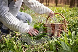 Woman picking wild garlic (allium ursinum) in forest