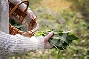 Woman picking wild garlic (allium ursinum) in forest