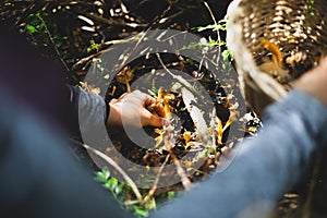 Woman picking yellow foot mushroom with basket photo