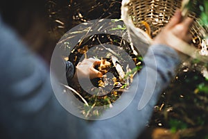 Woman picking yellow foot mushroom with basket photo