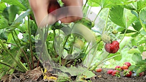 Woman picks red ripe strawberries from bush after rain