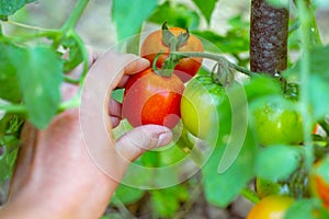 A woman picks a ripe red tomato from a bush. Growing and harvesting tomatoes in the garden. Selective focus