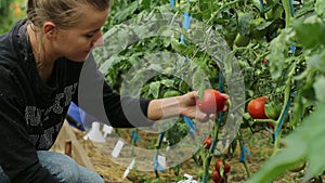A woman picks ripe tomatoes