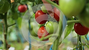 A woman picks ripe tomatoes