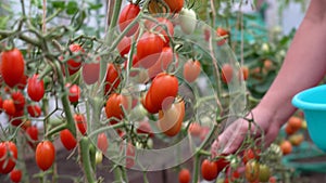 Woman picks tomatoes in greenhouse. A woman farmer picks cherry tomatoes in a greenhouse. Organic farm