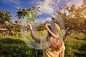 Woman piking apple in the garden