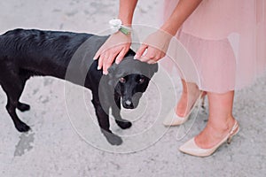 Woman in pink dress is stroking a black stray dog