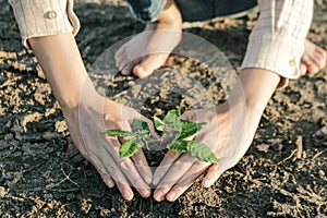 Woman planted a tree on a drought-stricken land in hopes of recovering the forest, Drought crisis concept.