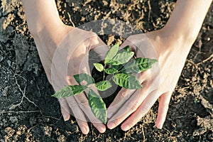 Woman planted a tree on a drought-stricken land.