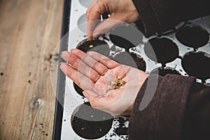 Woman planting acer palmatum or maple seeds in pots