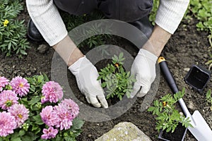 Woman is planting african marigold tagetes seedlings in the flower garden