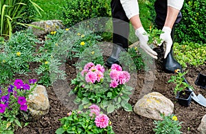 Woman is planting african marigold tagetes seedlings in the flower garden