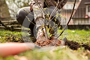 Woman is planting a bush in the garden, gardening hobby