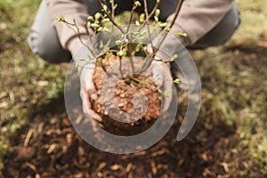 Woman planting a bush in the garden, little blueberry bush