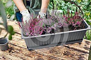 Woman planting calluna vulgaris, common heather, simply heather and erica in a pot on wooden table in the garden. House, garden photo