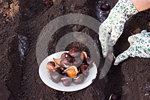 Woman planting Dutch tulip bulbs in the fall. Spring flowers Planted in Rows