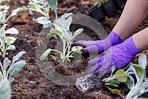 Woman planting flowers