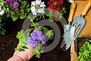 Woman planting flowers in the soil first person