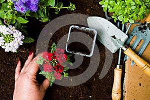 Woman planting flowers in the soil first person