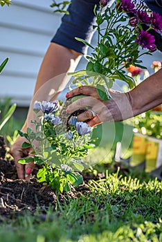 Woman planting flowers in yard in spring sunlight