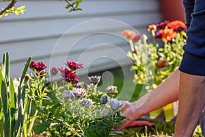 Woman planting flowers in yard on sunny day
