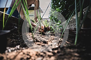 Woman planting green salad seedling in a fertile soil of domestic raised bed garden