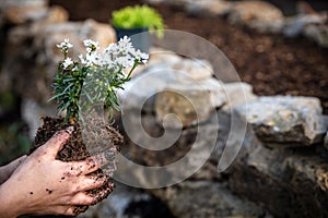 Woman planting a iberis sempervirens on a rural rock wall in the garden, gardening and plants