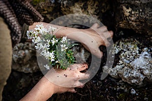 Woman planting a iberis sempervirens on a rural rock wall in the garden, stone garden