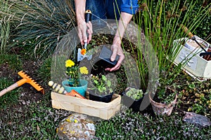 Woman is planting marigolds tagetes seedlings in the rockery