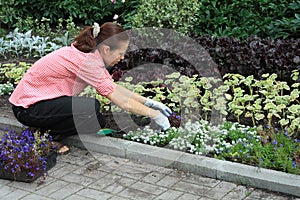 Woman planting out lobelias