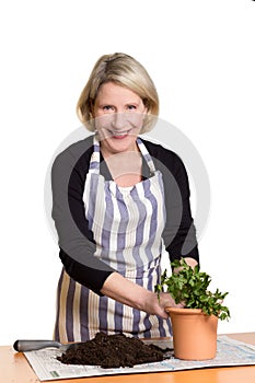 Woman planting parsley in pot