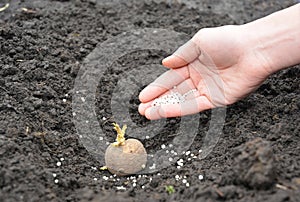 A woman is planting a potato tuber into soil adding granular fertilizer potassium and phosphate for better potato growth