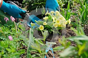 Woman planting primula flowers in spring garden