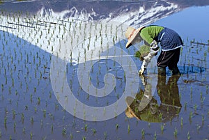 Una mujer plantando 