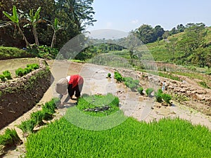 Woman Planting Rice in the Ricefield